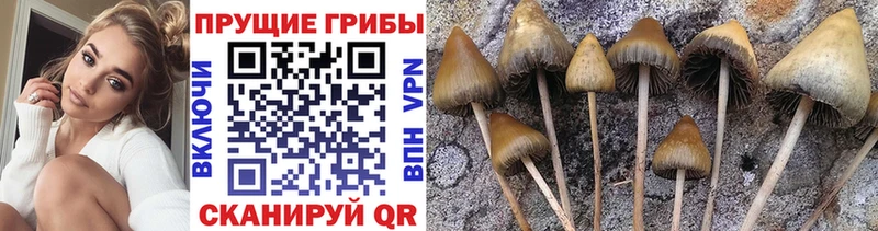 Псилоцибиновые грибы прущие грибы  как найти закладки  Скопин 